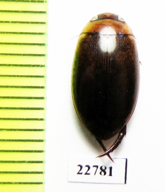 Dytiscidae sp.  South Africa Rep. - INSECTS-STORE.RU