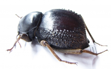 Psammodes sp.  Zimbabwe - INSECTS-STORE.RU