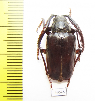 Lobarthron balassogloi, male  Uzbekistan - INSECTS-STORE.RU