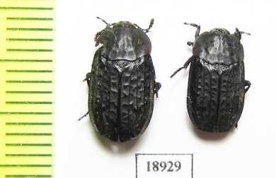 Thanatophilus rugosus  China, Quinghai prov. - INSECTS-STORE.RU