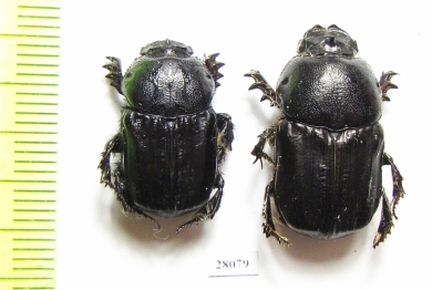 Chironitis sterculius  Kazakhstan - INSECTS-STORE.RU