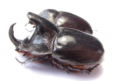 Dichodontus grandis, pair  Malaysia  49mm - INSECTS-STORE.RU