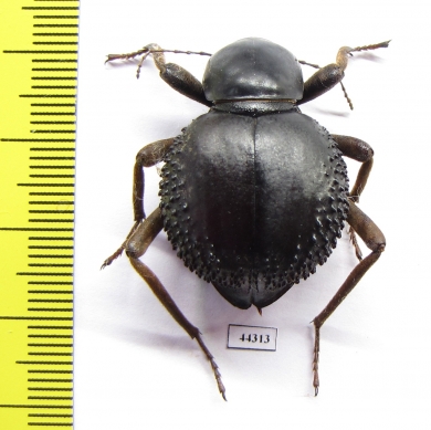 Psammodes sp.  Zimbabwe - INSECTS-STORE.RU