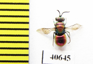 Chrysididae sp.  Russia, Mordovia reg. - INSECTS-STORE.RU