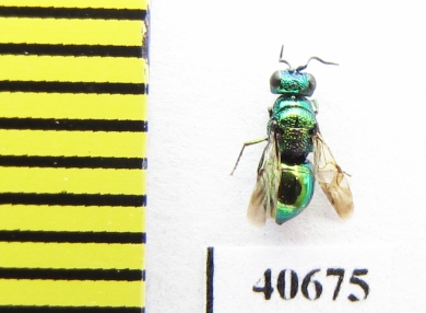 Chrysididae sp.  Russia, Mordovia reg. - INSECTS-STORE.RU