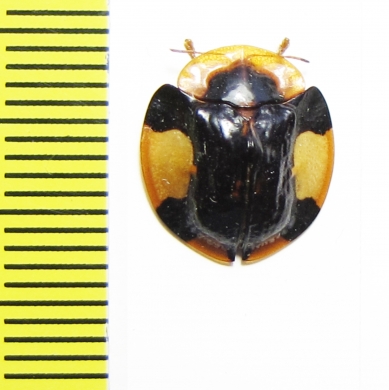 Chrysomelidae sp.  Cameroon - INSECTS-STORE.RU