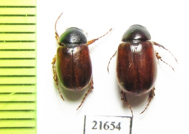 Melolonthinae sp.  South Africa Rep. - INSECTS-STORE.RU