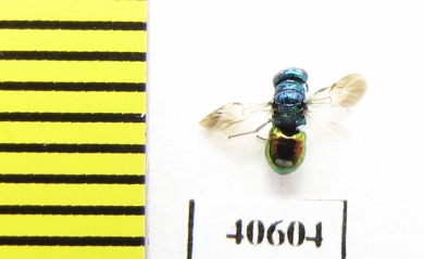 Chrysididae sp.  Russia, Mordovia reg. - INSECTS-STORE.RU