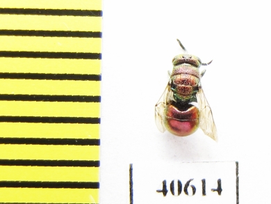 Chrysididae sp.  Russia, Mordovia reg. - INSECTS-STORE.RU