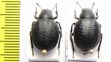 Pimelia subglobosa  Russia, Volgograd reg. - INSECTS-STORE.RU