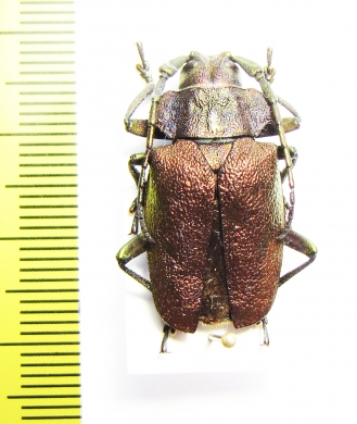 Pyrodes nitidus  Brasilia - INSECTS-STORE.RU