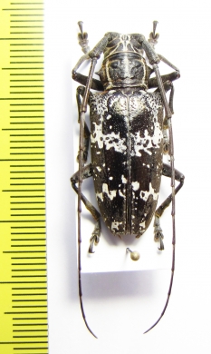 Epepeotes desertus  Indonesia, Ceram isl. - INSECTS-STORE.RU