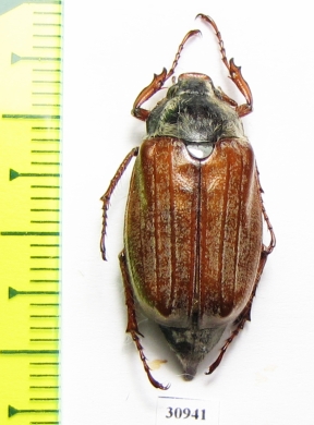 Melolontha pectoralis  Georgia - INSECTS-STORE.RU