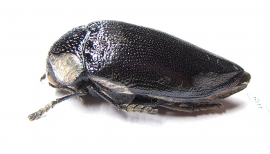 Sternocera orissa ssp.  Zimbabwe - INSECTS-STORE.RU