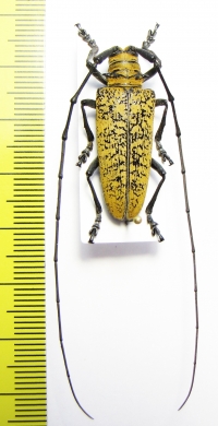 Hammatoderus sp.  Panama   - INSECTS-STORE.RU