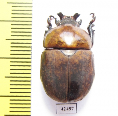 Dicaulocephalus fruhstorferi  China, Guangxi prov. - INSECTS-STORE.RU