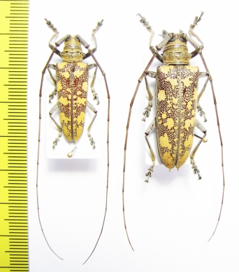 Hammatoderus sp., pair  Panama   - INSECTS-STORE.RU