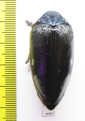 Sternocera orissa ssp.  Zimbabwe - INSECTS-STORE.RU