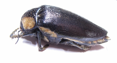 Sternocera orissa ssp.  Zimbabwe - INSECTS-STORE.RU