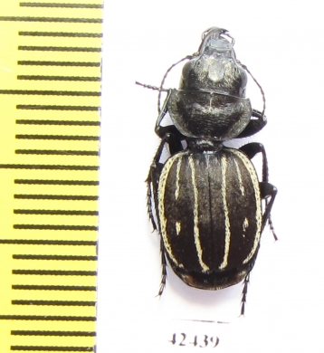 Graphipterus exclamationis  Morocco - INSECTS-STORE.RU