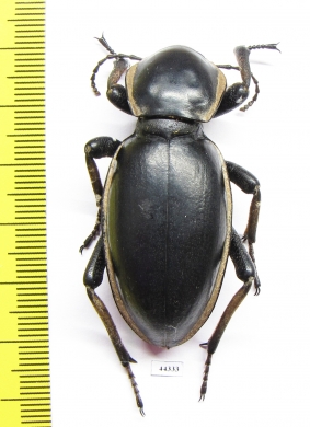 Phanerotomea arnoldi, male  Zimbabwe 50mm - INSECTS-STORE.RU