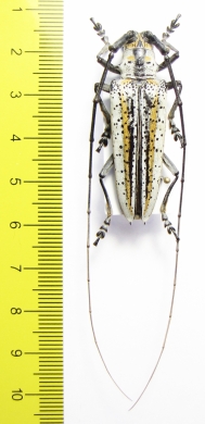 Deliathis quadritaeniator  Ecuador  41mm - INSECTS-STORE.RU