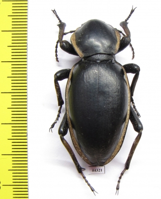 Phanerotomea arnoldi, male  Zimbabwe 49mm - INSECTS-STORE.RU