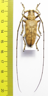 Dolichoprosopus philippinensis  Philippines - INSECTS-STORE.RU