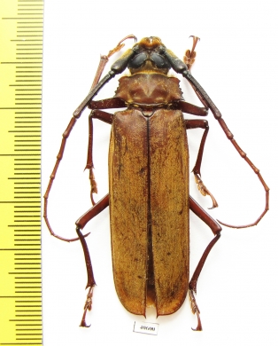 Orthomegas fragosoi  Ecuador 59mm - INSECTS-STORE.RU