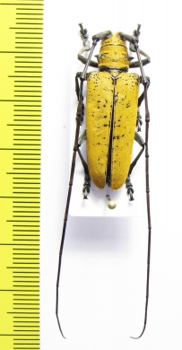 Hammatoderus pollinosus  Costa Rica - INSECTS-STORE.RU