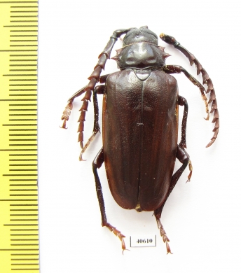 Prionus californicus, male  USA - INSECTS-STORE.RU