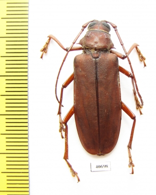 Strongylaspis sp.  Panama - INSECTS-STORE.RU