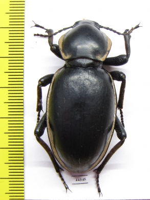 Phanerotomea arnoldi, female  Zimbabwe 51mm - INSECTS-STORE.RU