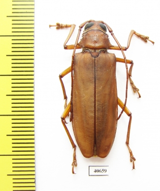 Strongylaspis sp.  Panama - INSECTS-STORE.RU