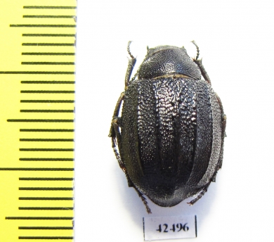 Stalagmoptera tuberculatocostata simulatrix  Kazakhstan - INSECTS-STORE.RU