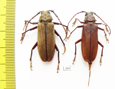 Strongylaspis sp., pair  Costa Rica - INSECTS-STORE.RU