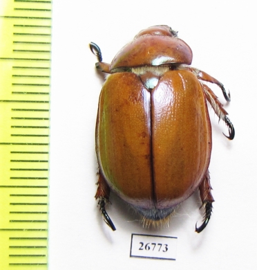 Anoplognathus sp.  Australia - INSECTS-STORE.RU