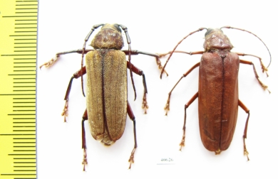 Strongylaspis sp., pair  Costa Rica - INSECTS-STORE.RU