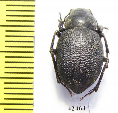 Pimelia persica  Armenia - INSECTS-STORE.RU