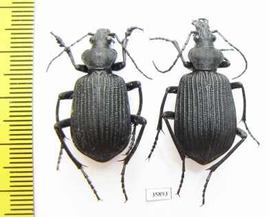 Calosoma sp., pair  Tanzania - INSECTS-STORE.RU