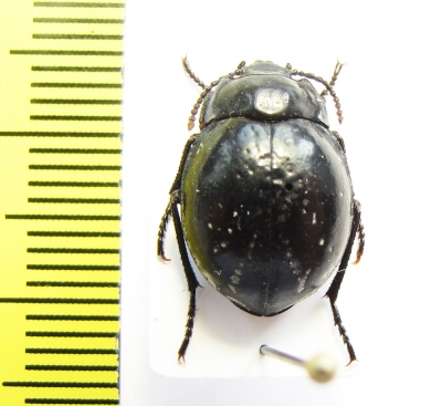 Gyriosomus pumilus Chile - INSECTS-STORE.RU