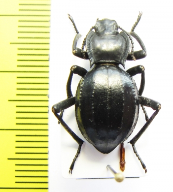 Akis trilineata algeriana  Morocco - INSECTS-STORE.RU