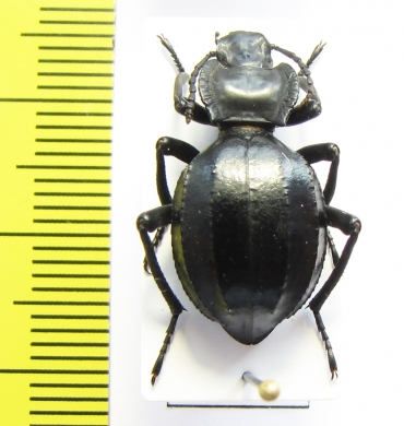 Akis trilineata algeriana  Morocco - INSECTS-STORE.RU