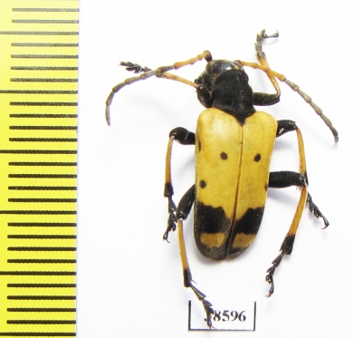 Brachyta bifasciata  Russia, Far East - INSECTS-STORE.RU