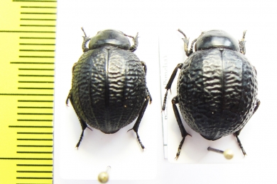 Pimelia monticola  Spain - INSECTS-STORE.RU