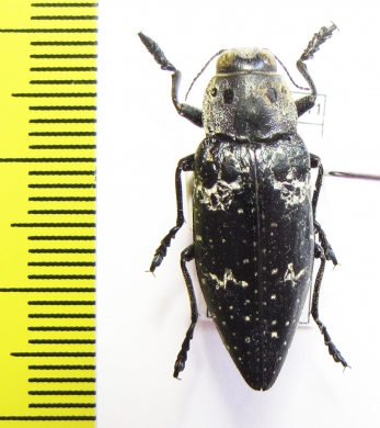 Chalcophorella bagdadensis  Iran, Fars prov. - INSECTS-STORE.RU