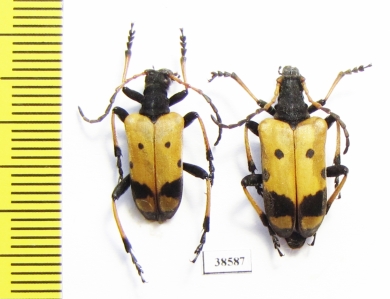 Brachyta bifasciata  Russia, Far East - INSECTS-STORE.RU