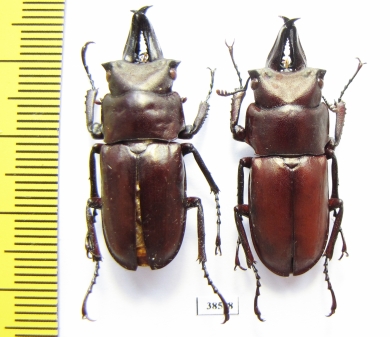 Prismognathus subaeneus  Russia, Far East - INSECTS-STORE.RU