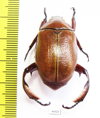 Paraheterosternus ludeckei  Mexico - INSECTS-STORE.RU