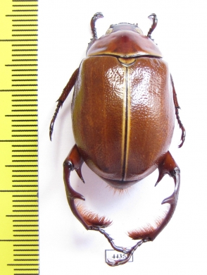 Paraheterosternus ludeckei  Mexico - INSECTS-STORE.RU